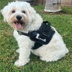Black Dog Harness